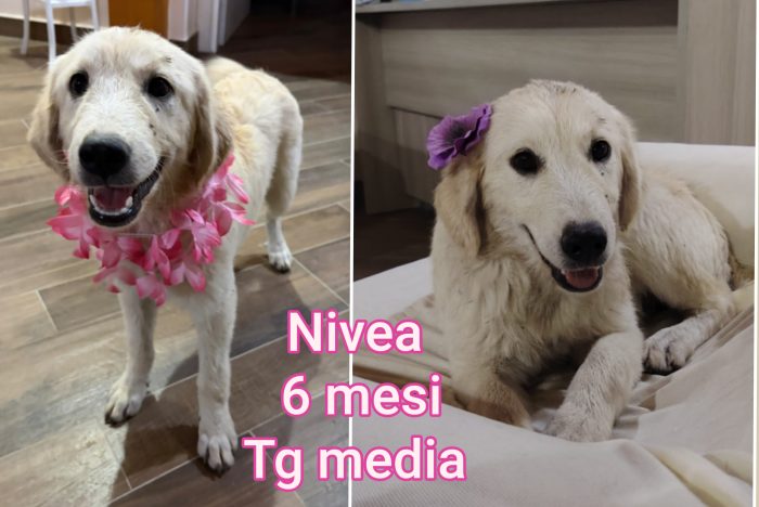 2 mesi: superteneri cuccioli - media 6