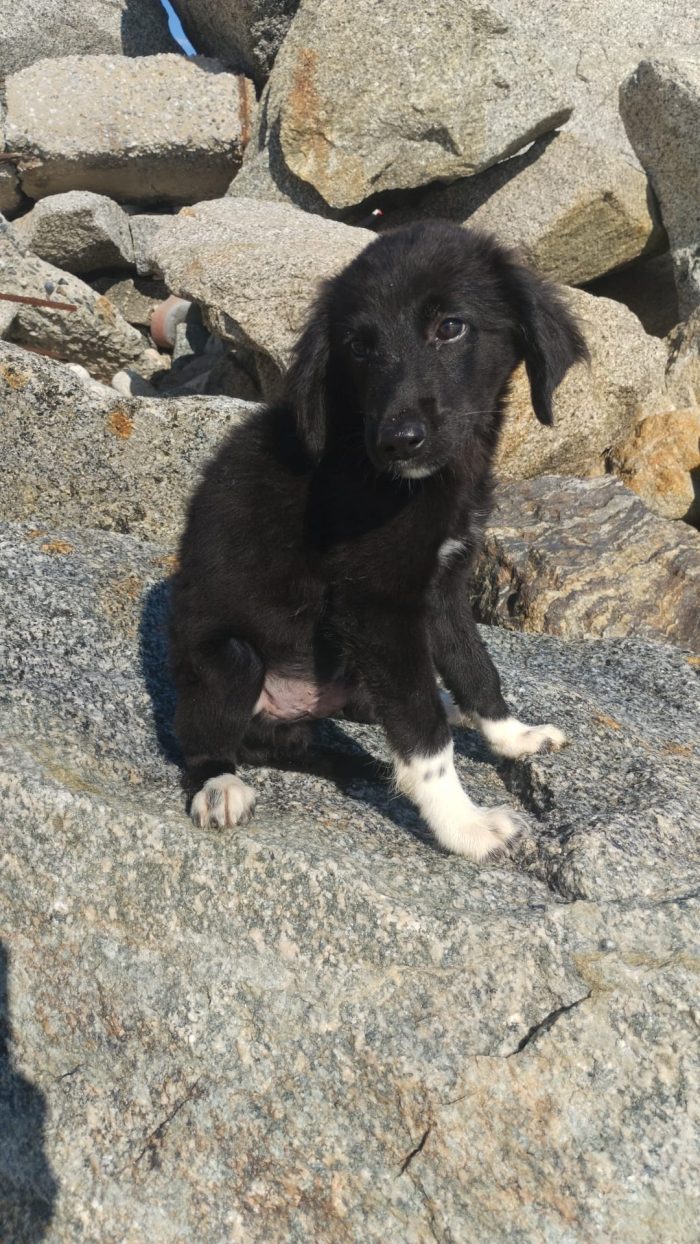 🩵CUCCIOLO AKIRA CERCA LA SUA FAMIGLIA 🏠 - media 7