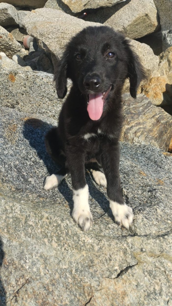 🩵CUCCIOLO AKIRA CERCA LA SUA FAMIGLIA 🏠 - media 9