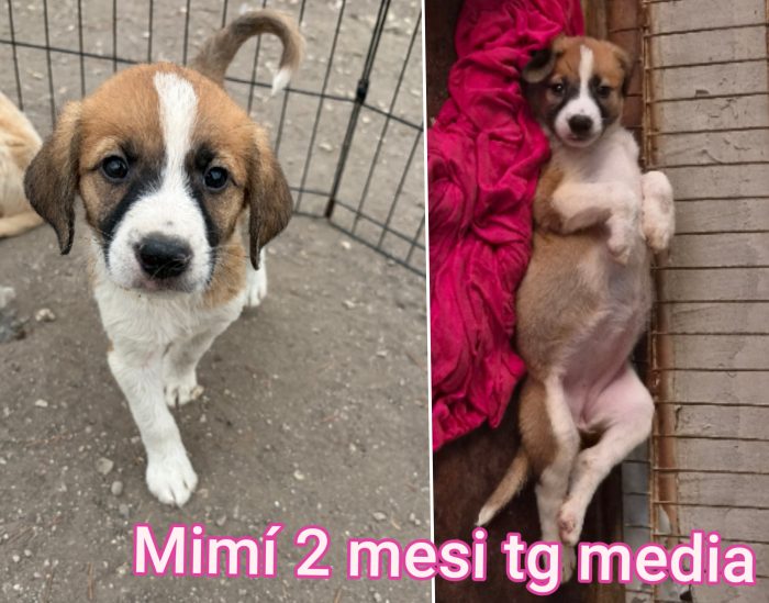 2 mesi: superteneri cuccioli - media 7