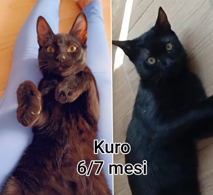 Meravigliosi mici! Adozioni