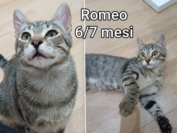 Meravigliosi mici! Adozioni - media 7