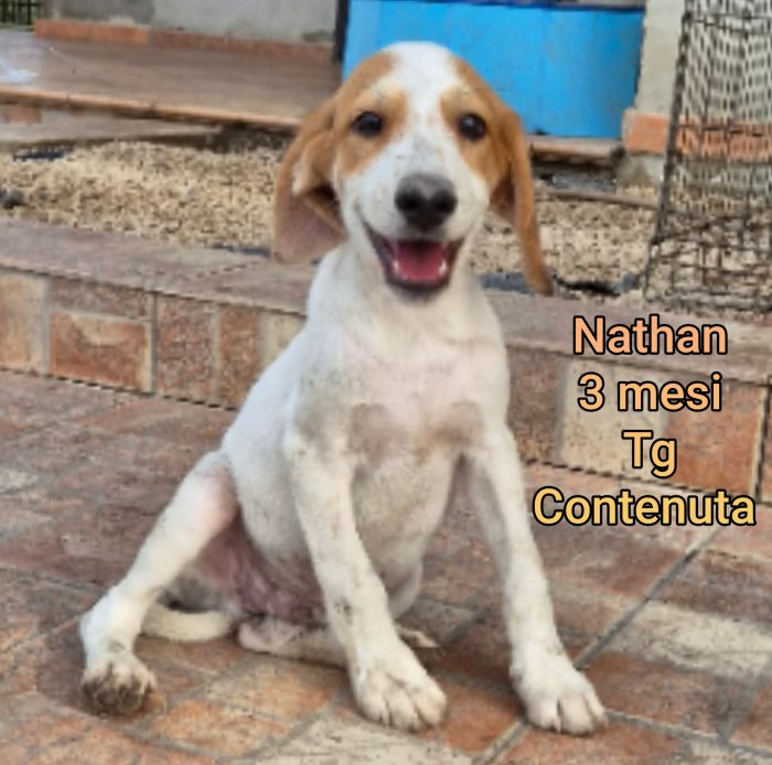 Troppi cuccioli! 2/3 mesi