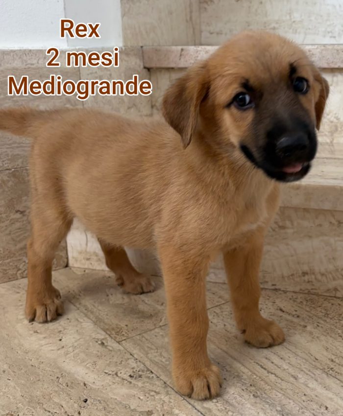 Troppi cuccioli! 2/3 mesi - media 7