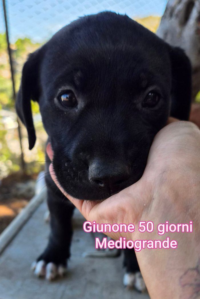 Troppi cuccioli! 2/3 mesi - media 9