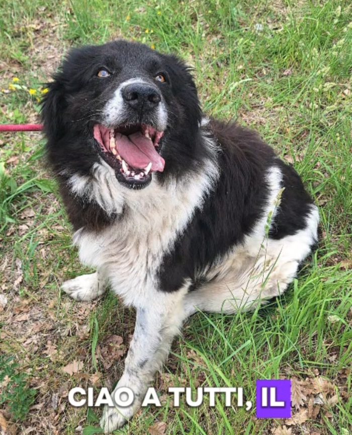 Mix Border Collie 3anni tg grandina,in canile da tanto