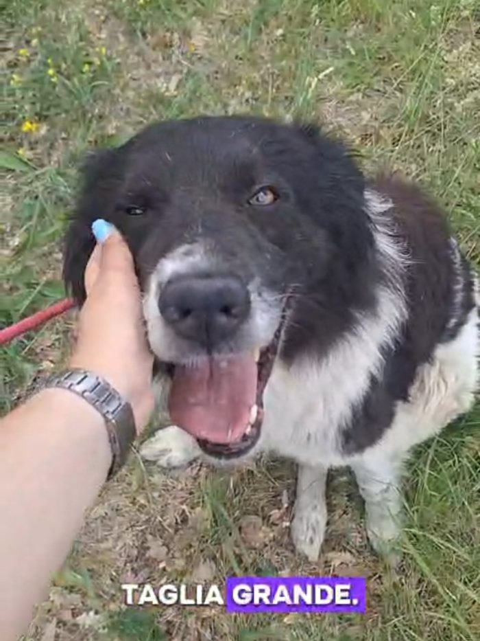 Mix Border Collie 3anni tg grandina,in canile da tanto