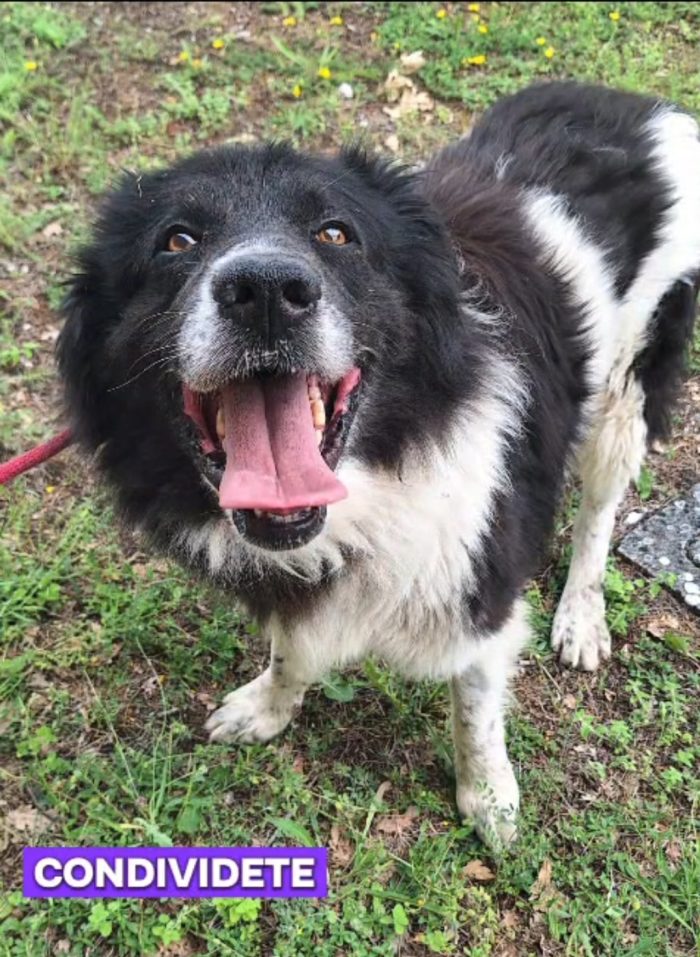 Mix Border Collie 3anni tg grandina,in canile da tanto