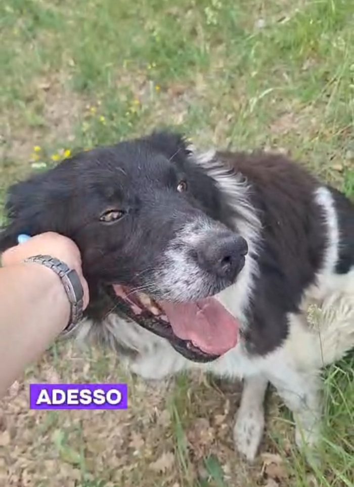 Mix Border Collie 3anni ok gatti e cani,in canile da tanto - media 4