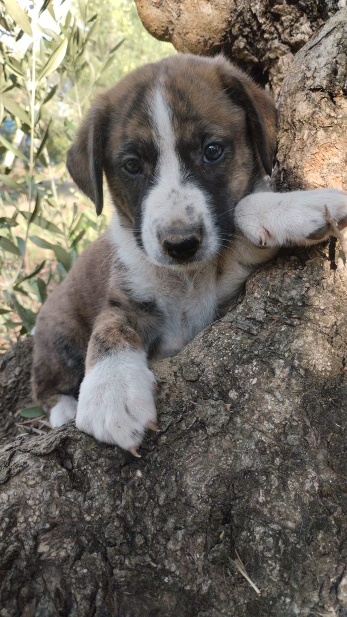 💙CUCCIOLO BALTO CERCA LA SUA FAMIGLIA 🏠 - media 4