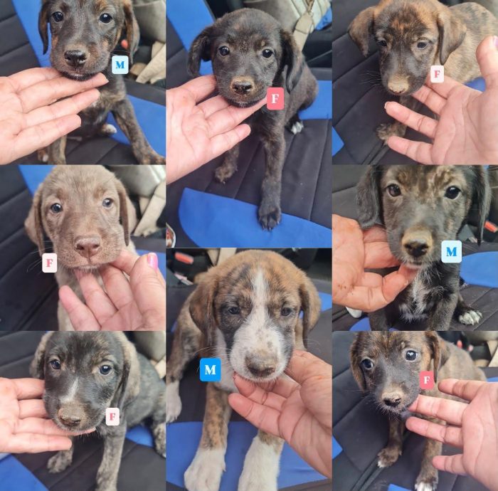 💙CUCCIOLO BALTO CERCA LA SUA FAMIGLIA 🏠 - media 8