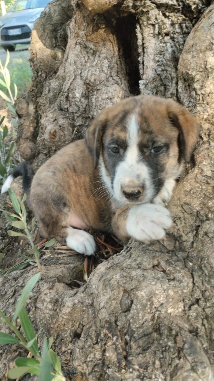 💙CUCCIOLO BALTO CERCA LA SUA FAMIGLIA 🏠 - media 6