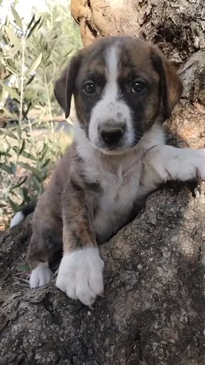 💙CUCCIOLO BALTO CERCA LA SUA FAMIGLIA 🏠 - media 9