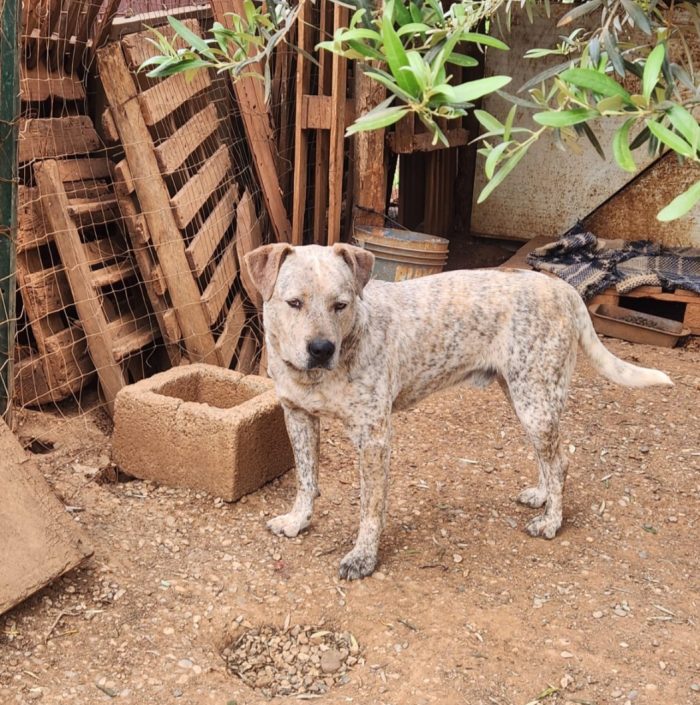 Mix molossino sui 3anni dal recinto al canile,buonissimo,COSENZA