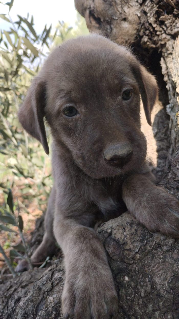 🌸CUCCIOLA ALBA CERCA LA MIA FAMIGLIA 🏠