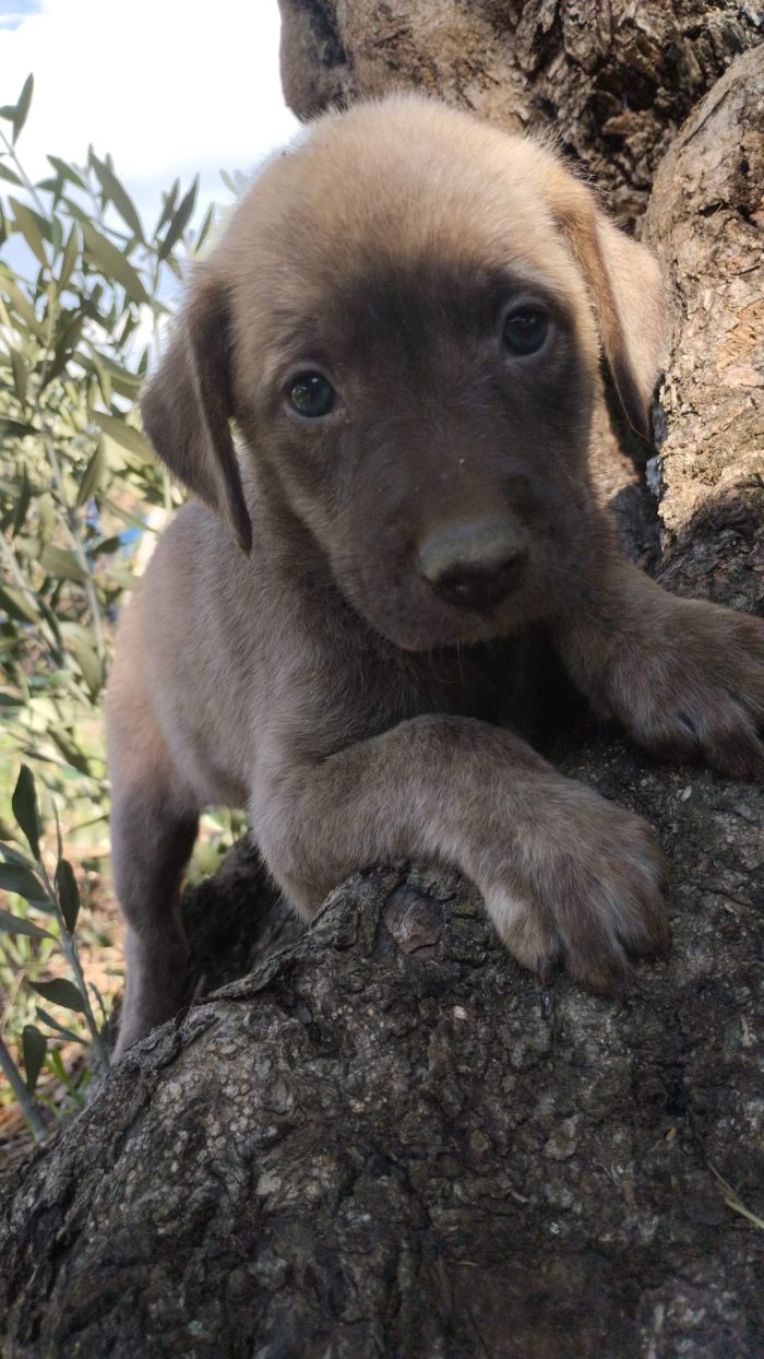 🌸CUCCIOLA ALBA CERCA LA MIA FAMIGLIA 🏠