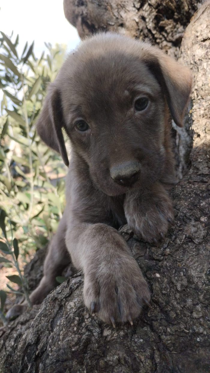 🌸CUCCIOLA ALBA CERCA LA MIA FAMIGLIA 🏠 - media 6