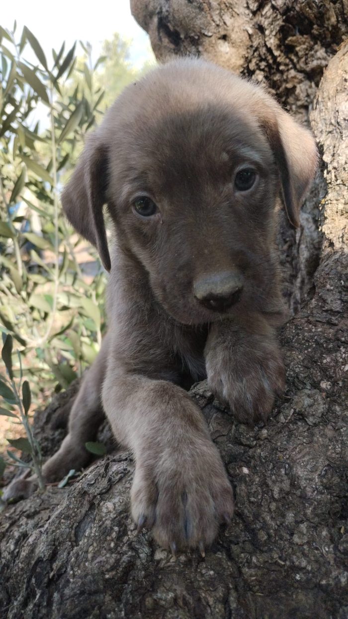 🌸CUCCIOLA ALBA CERCA LA MIA FAMIGLIA 🏠 - media 9