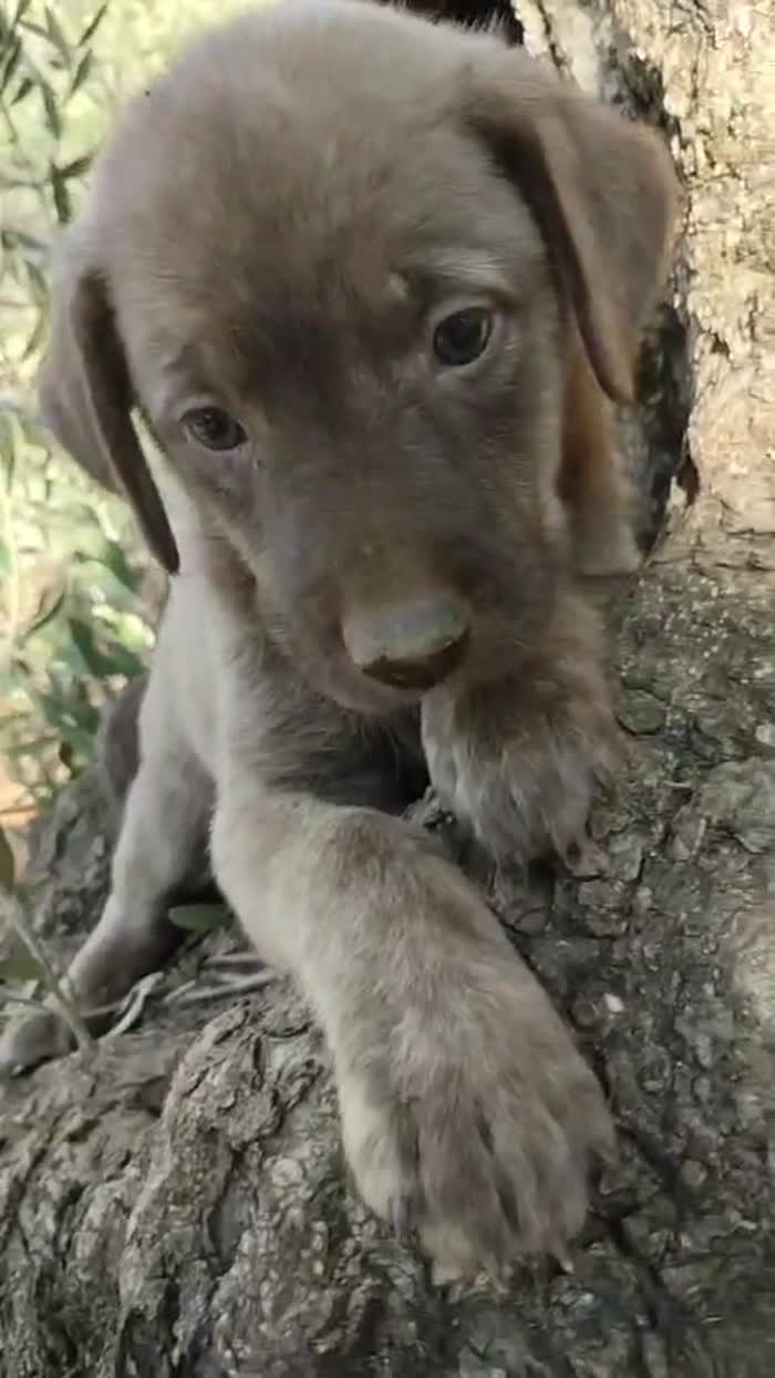 🌸CUCCIOLA ALBA CERCA LA MIA FAMIGLIA 🏠 - media 10