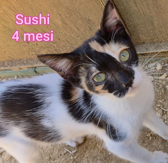 Adotta un gattino! - media 5