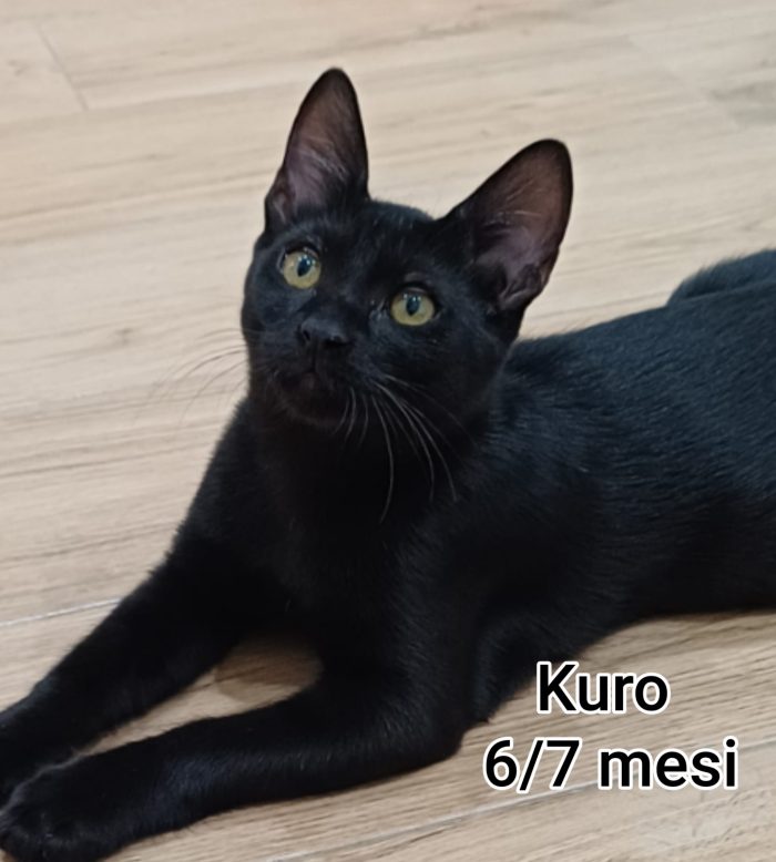Adotta un gattino! - media 4
