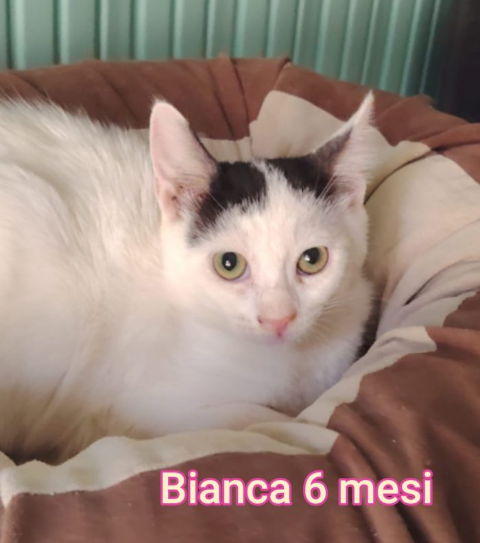 Adotta un gattino! - media 6