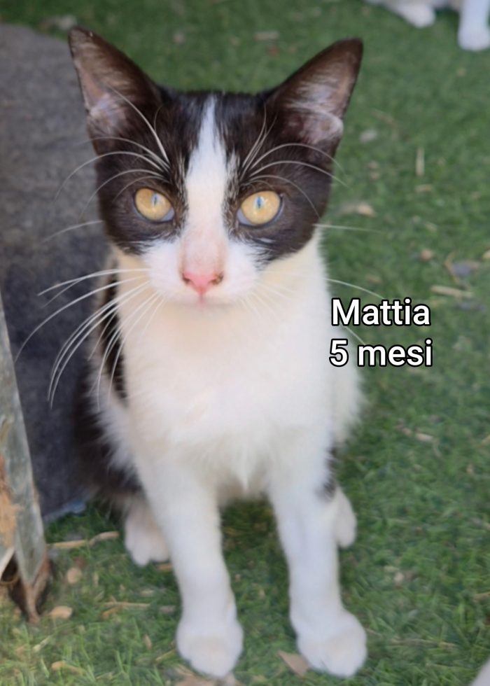 Adotta un gattino! - media 7