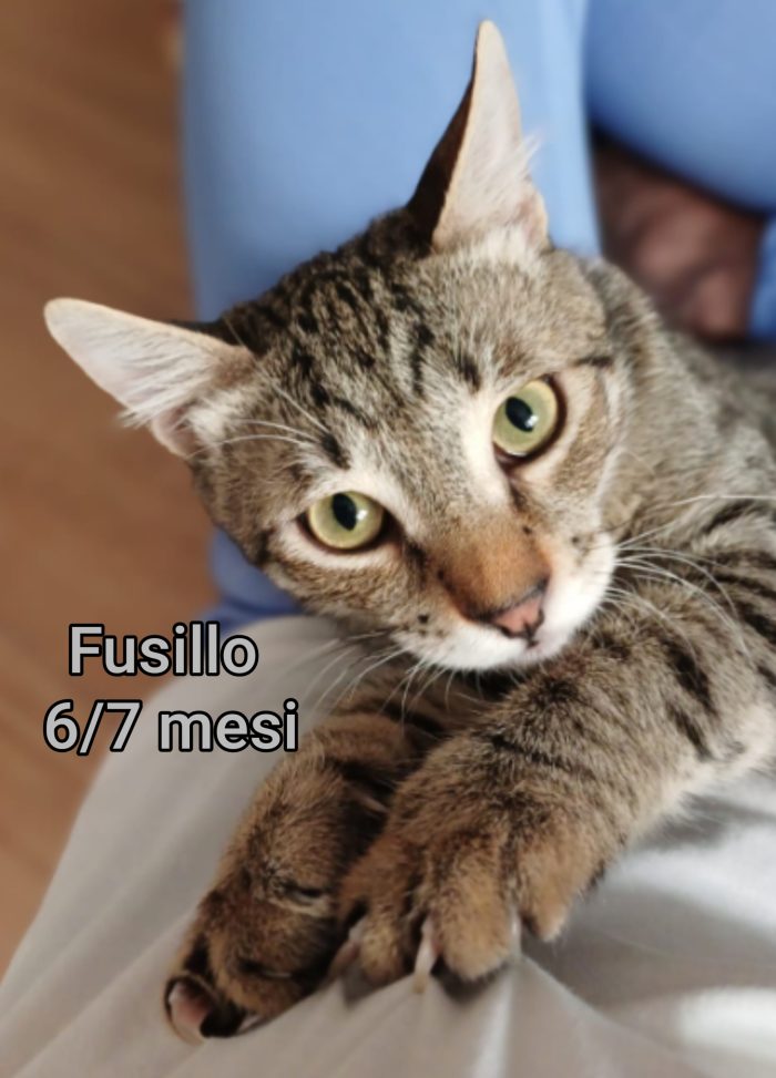 Adotta un gattino! - media 9