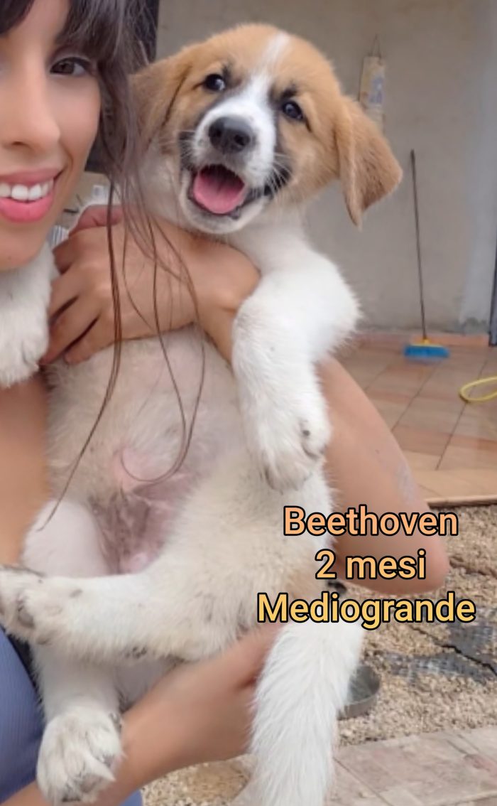SALVA UN CUCCIOLO!
