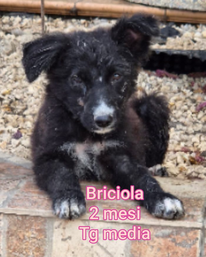 SALVA UN CUCCIOLO!