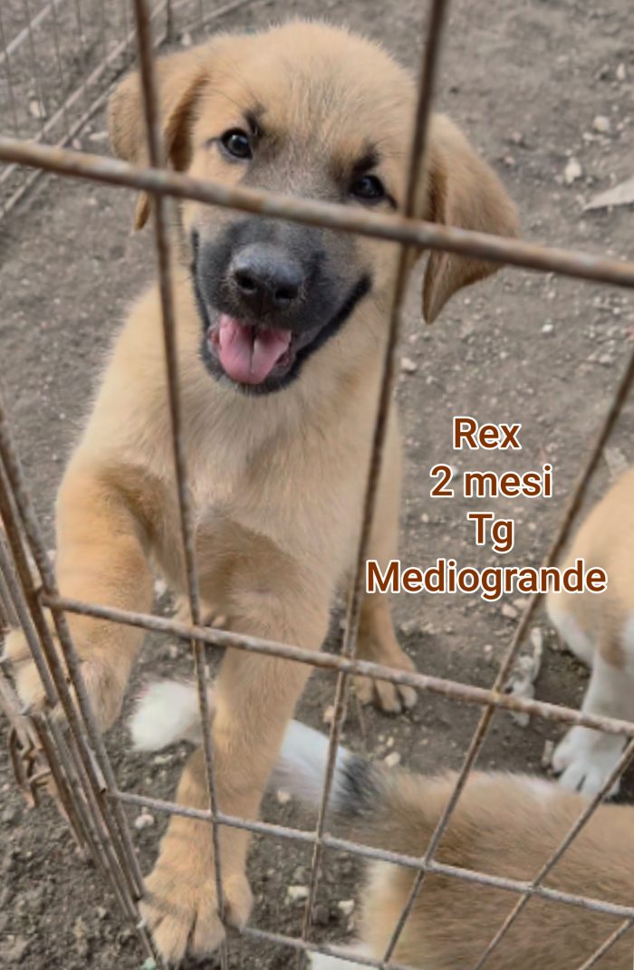 SALVA UN CUCCIOLO!