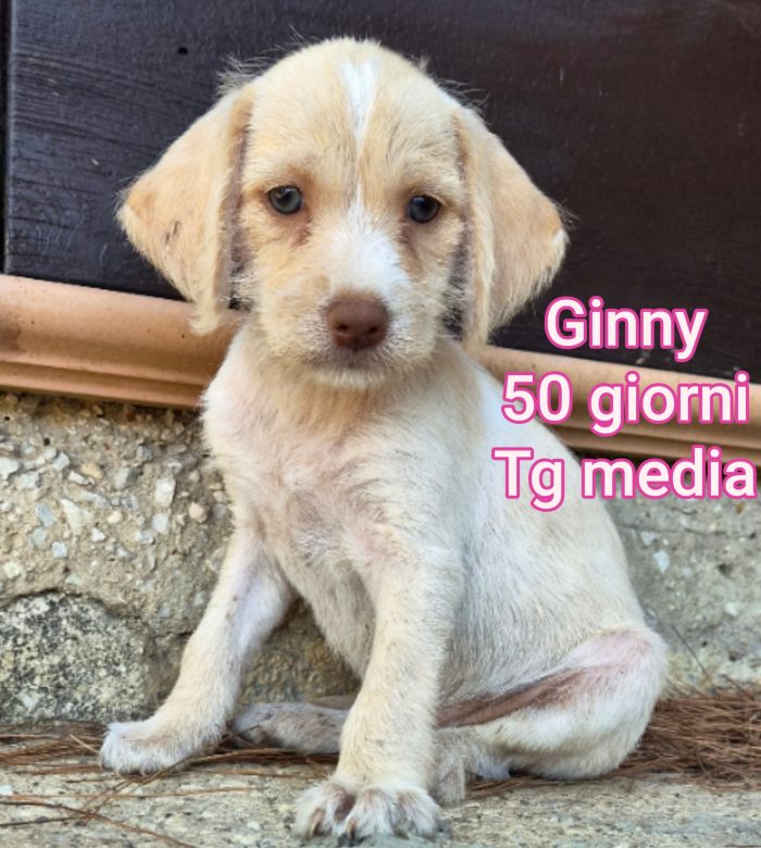 SALVA UN CUCCIOLO! - media 5