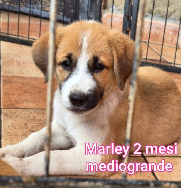 SALVA UN CUCCIOLO! - media 7