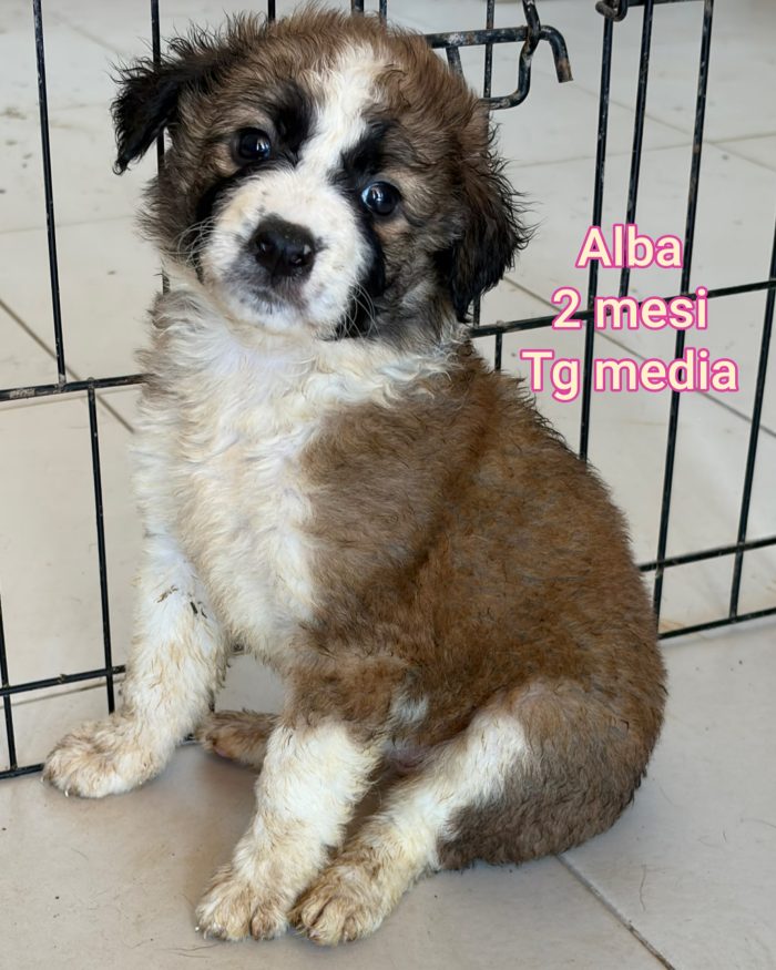 SALVA UN CUCCIOLO! - media 8