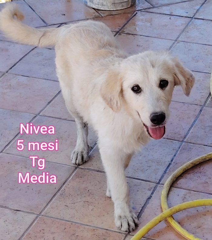 SALVA UN CUCCIOLO! - media 9