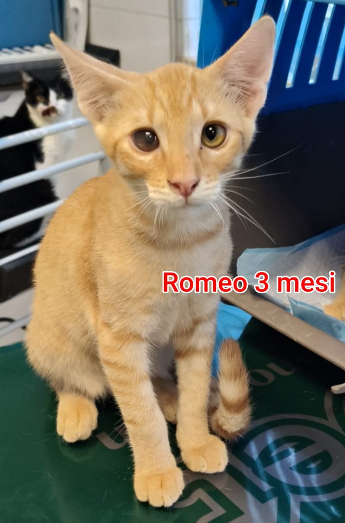 Salvate un micio cucciolo