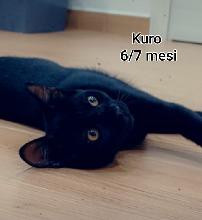 Salvate un micio cucciolo - media 7