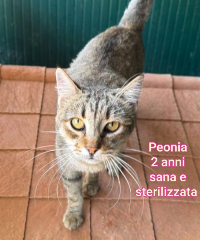 Salvate un micio cucciolo - media 9