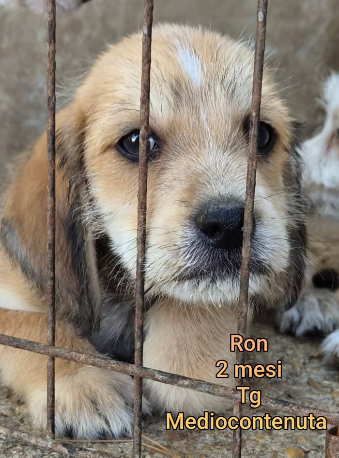Così tanti cuccioli soli