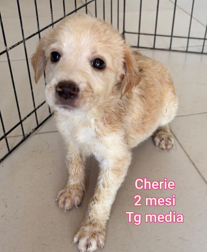 Così tanti cuccioli soli