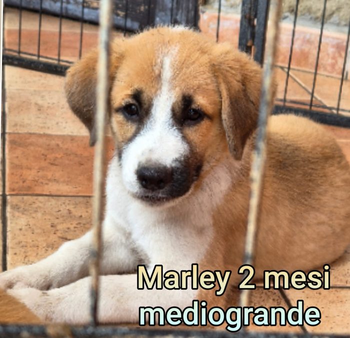Così tanti cuccioli soli