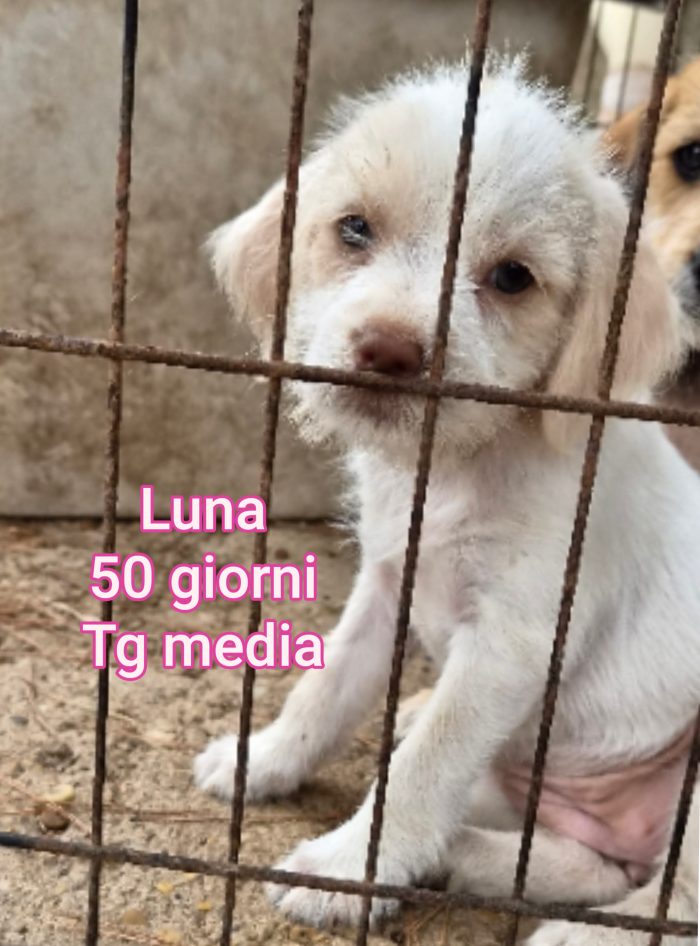 Così tanti cuccioli soli - media 6