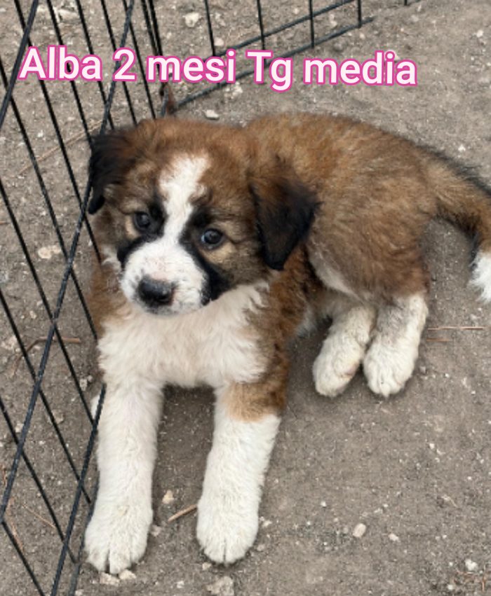 Così tanti cuccioli soli - media 7