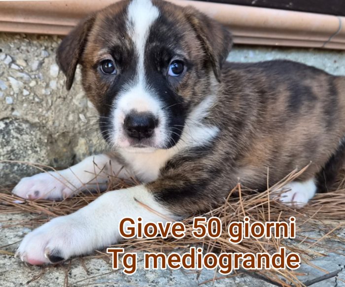 Così tanti cuccioli soli - media 8