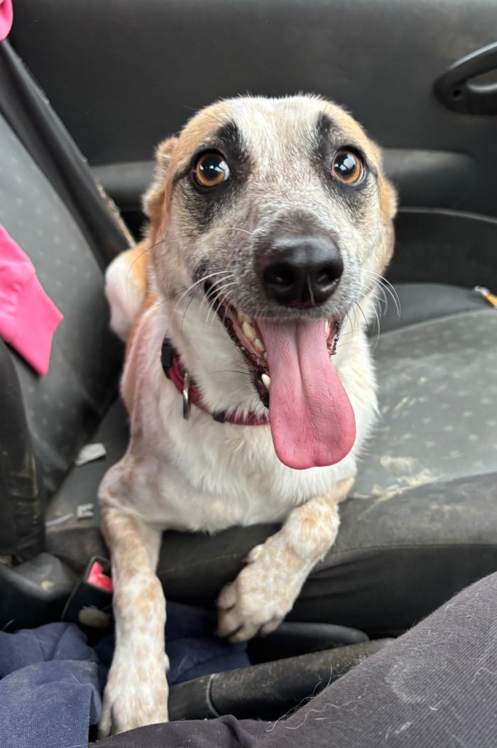 Cagnolino taglia contenuta