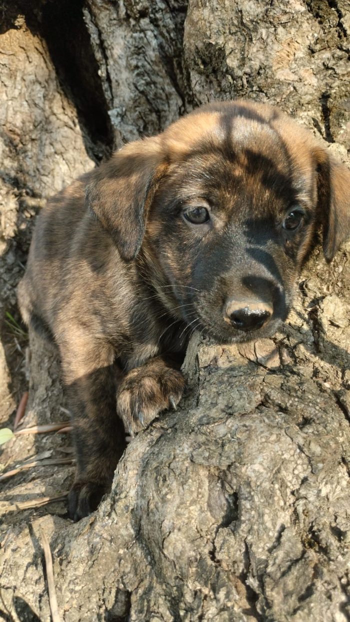 🌸CUCCIOLA GEMMA CERCA CASA