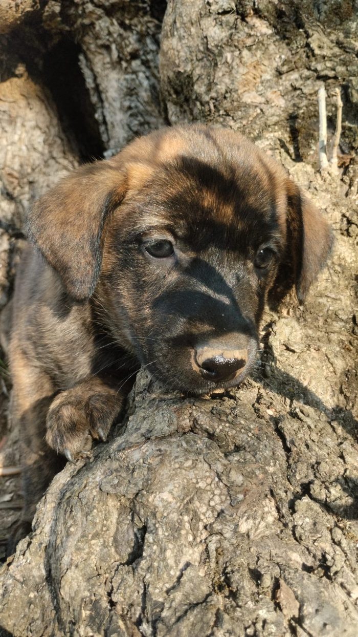 🌸CUCCIOLA GEMMA CERCA CASA