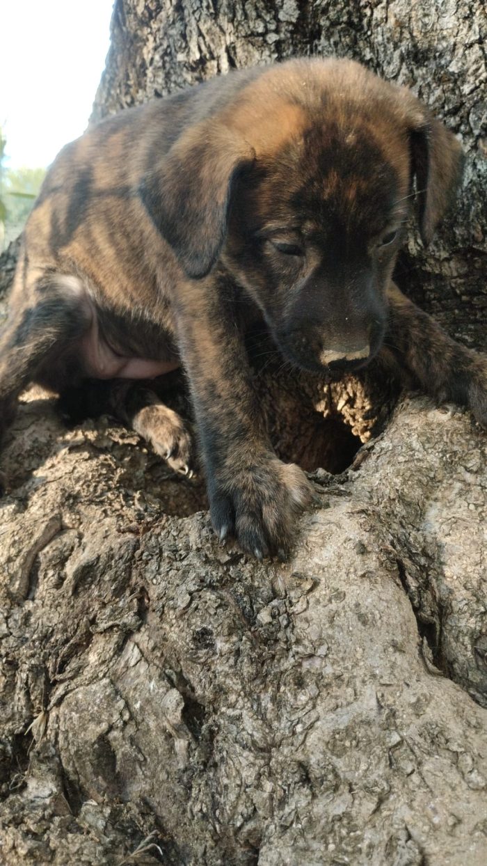 🌸CUCCIOLA GEMMA CERCA CASA