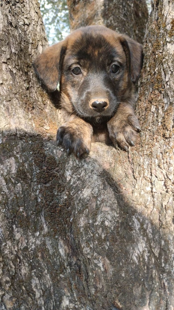 🌸CUCCIOLA GEMMA CERCA CASA - media 5