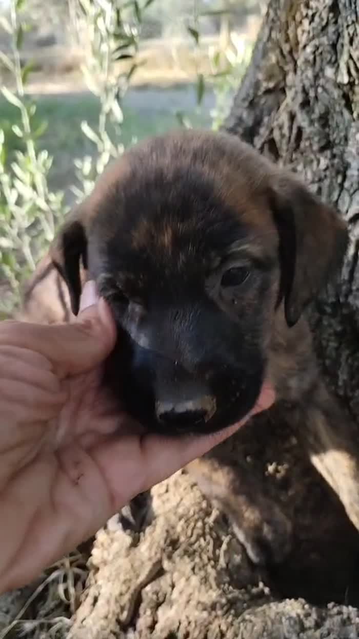 🌸CUCCIOLA GEMMA CERCA CASA - media 7